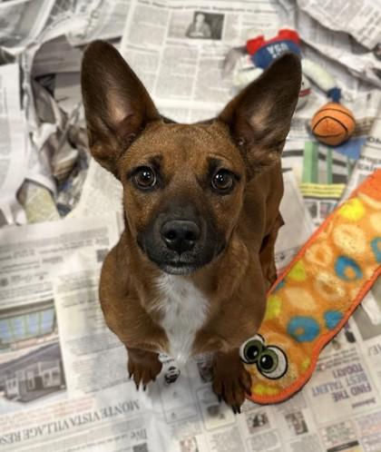 Enlarge Mallory, a Adoptable mixed breed in Phoenix, AZ image 3/3