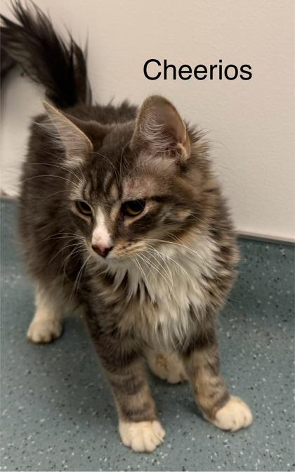 Cheerios, a Adoptable mixed breed in Laguna Niguel, CA image 1/3