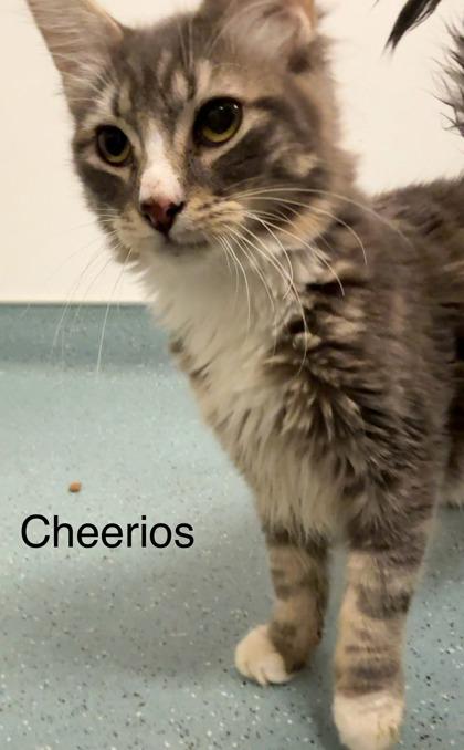 Cheerios, Adoptable, Adult Male Domestic Medium Hair & Domestic Short Hair.