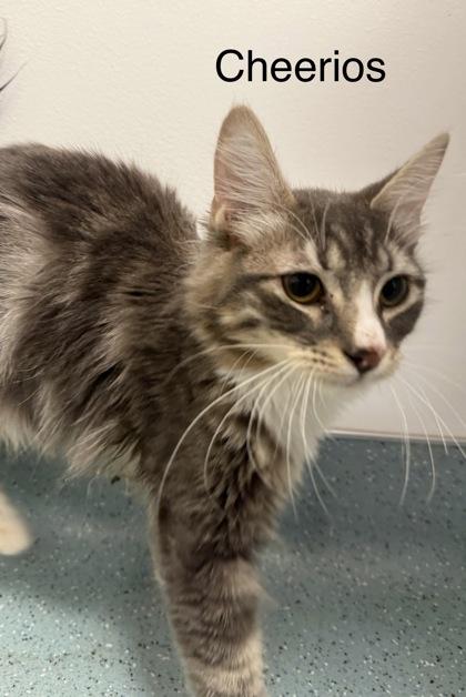 Cheerios, a Adoptable mixed breed in Laguna Niguel, CA image 3/3