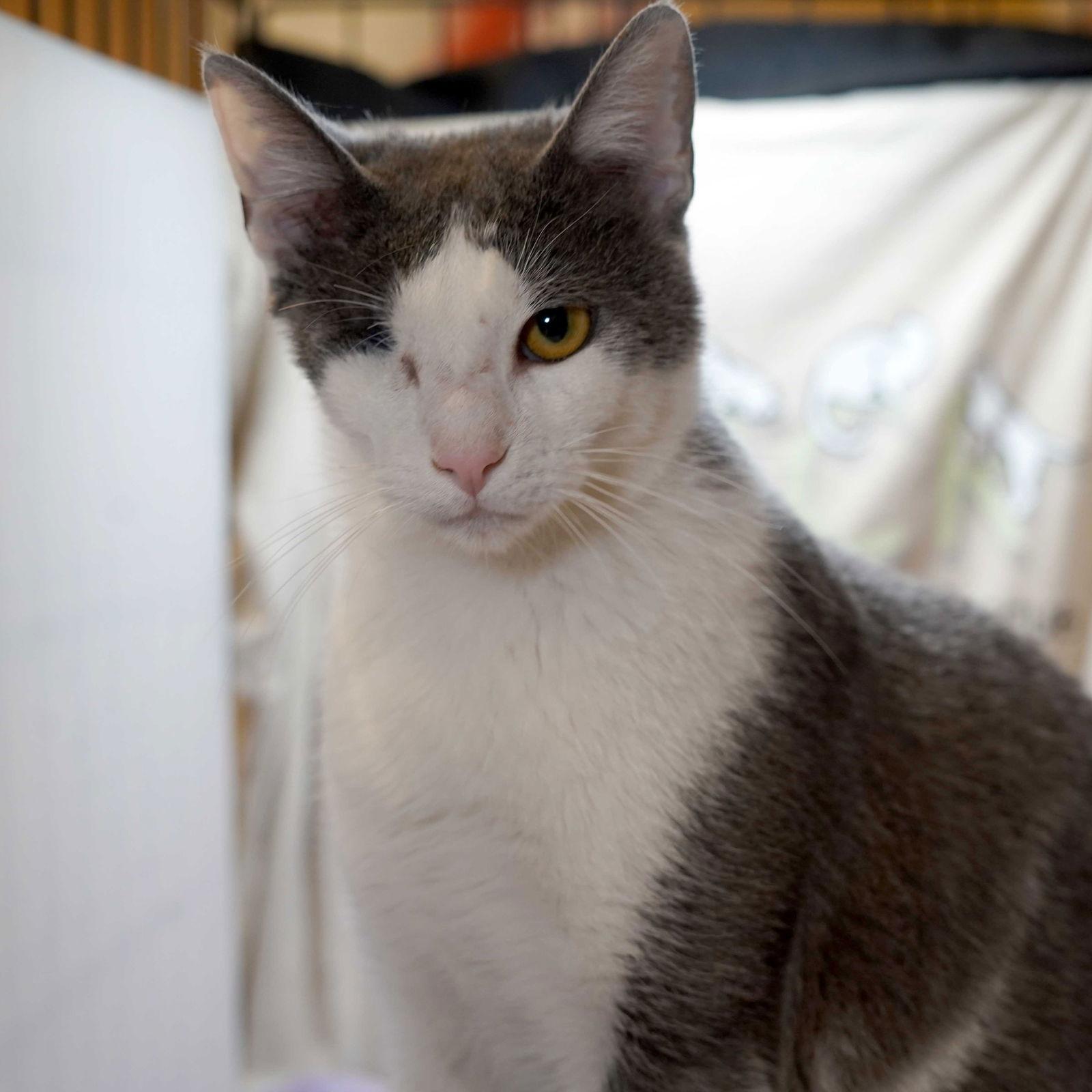 Enlarge Denver, a Adoptable Tuxedo in Garland, TX image 1/3