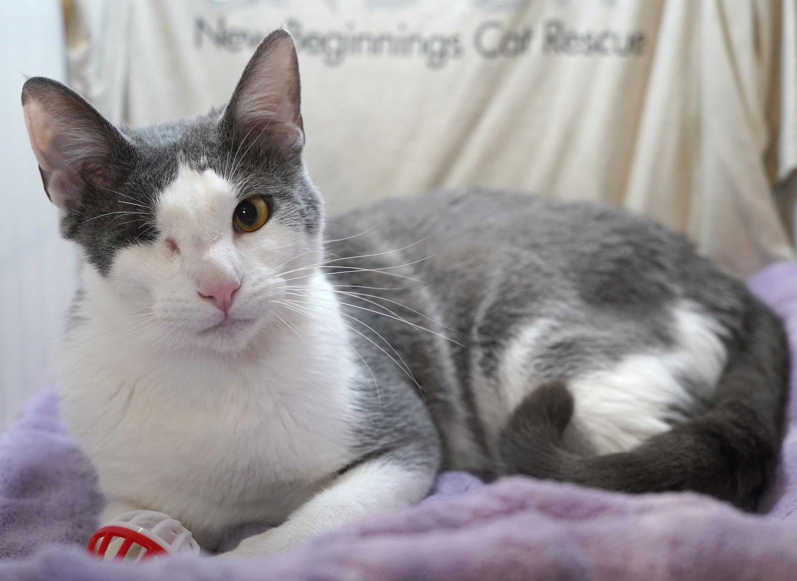 Enlarge Denver, a Adoptable Tuxedo in Garland, TX image 2/3