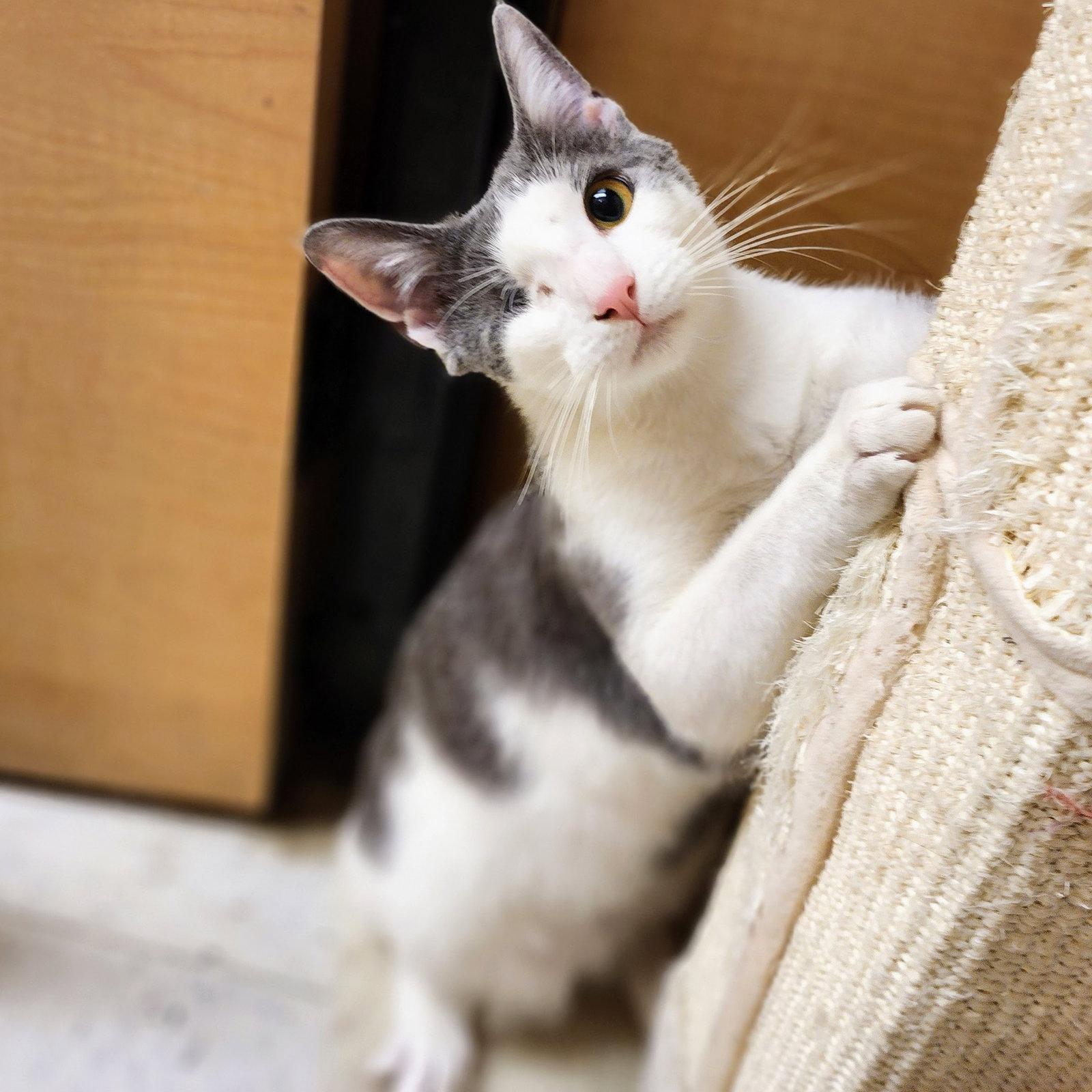 Enlarge Denver, a Adoptable Tuxedo in Garland, TX image 3/3
