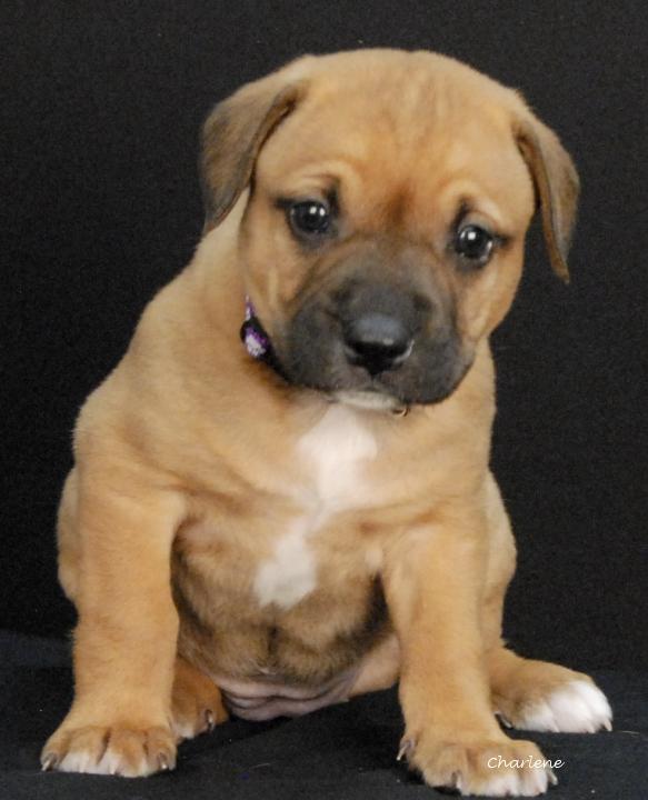 Windy, adopted, Puppy Female Boxer.