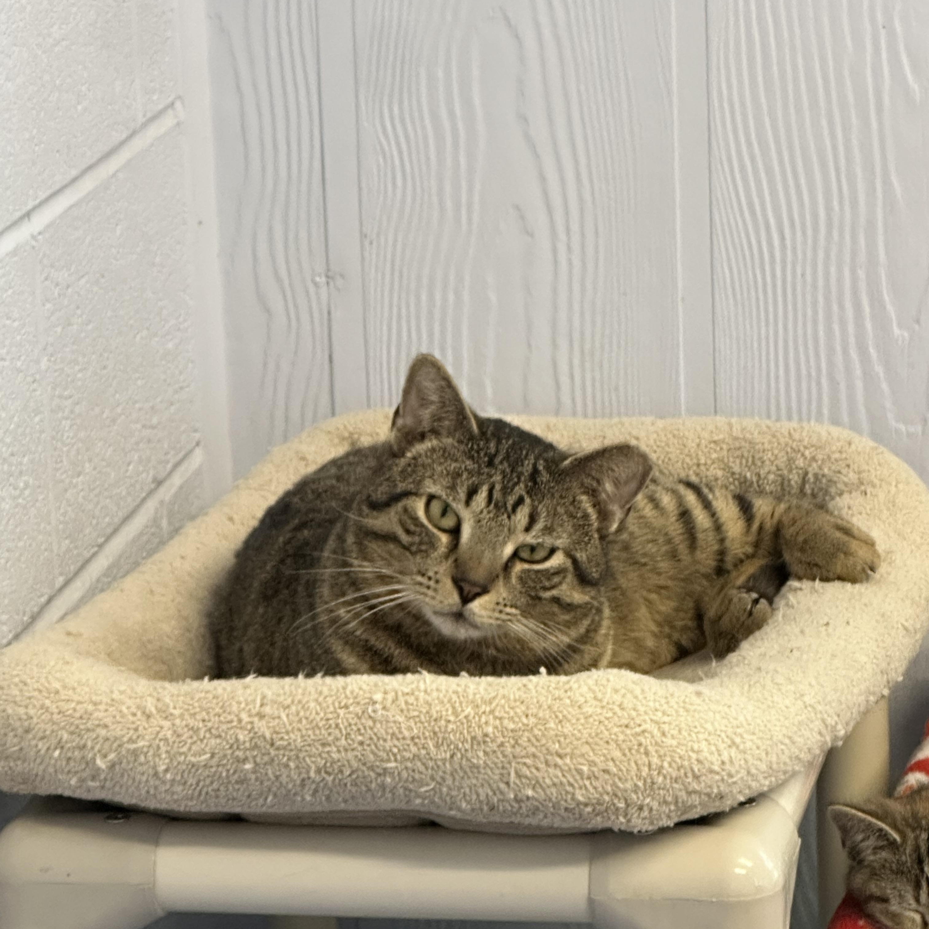 Loki, an adopted Domestic Short Hair in Prince Frederick, MD image 2/3