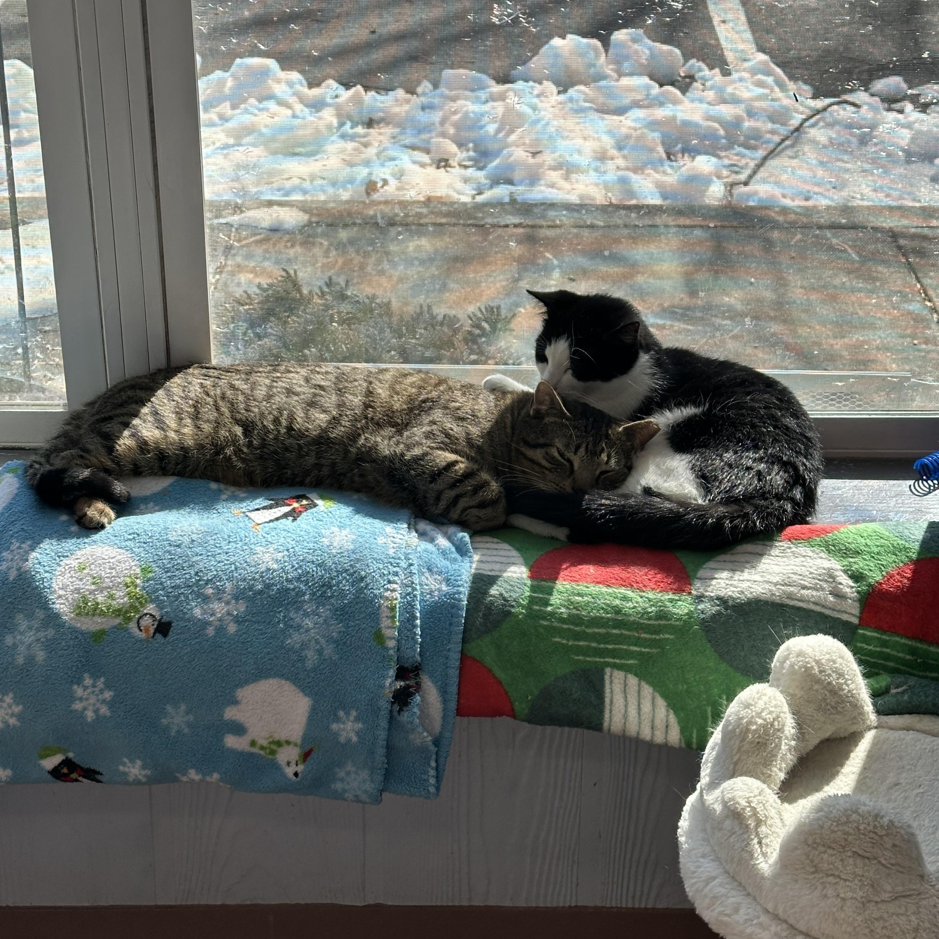 Loki, an adopted Domestic Short Hair in Prince Frederick, MD image 3/3