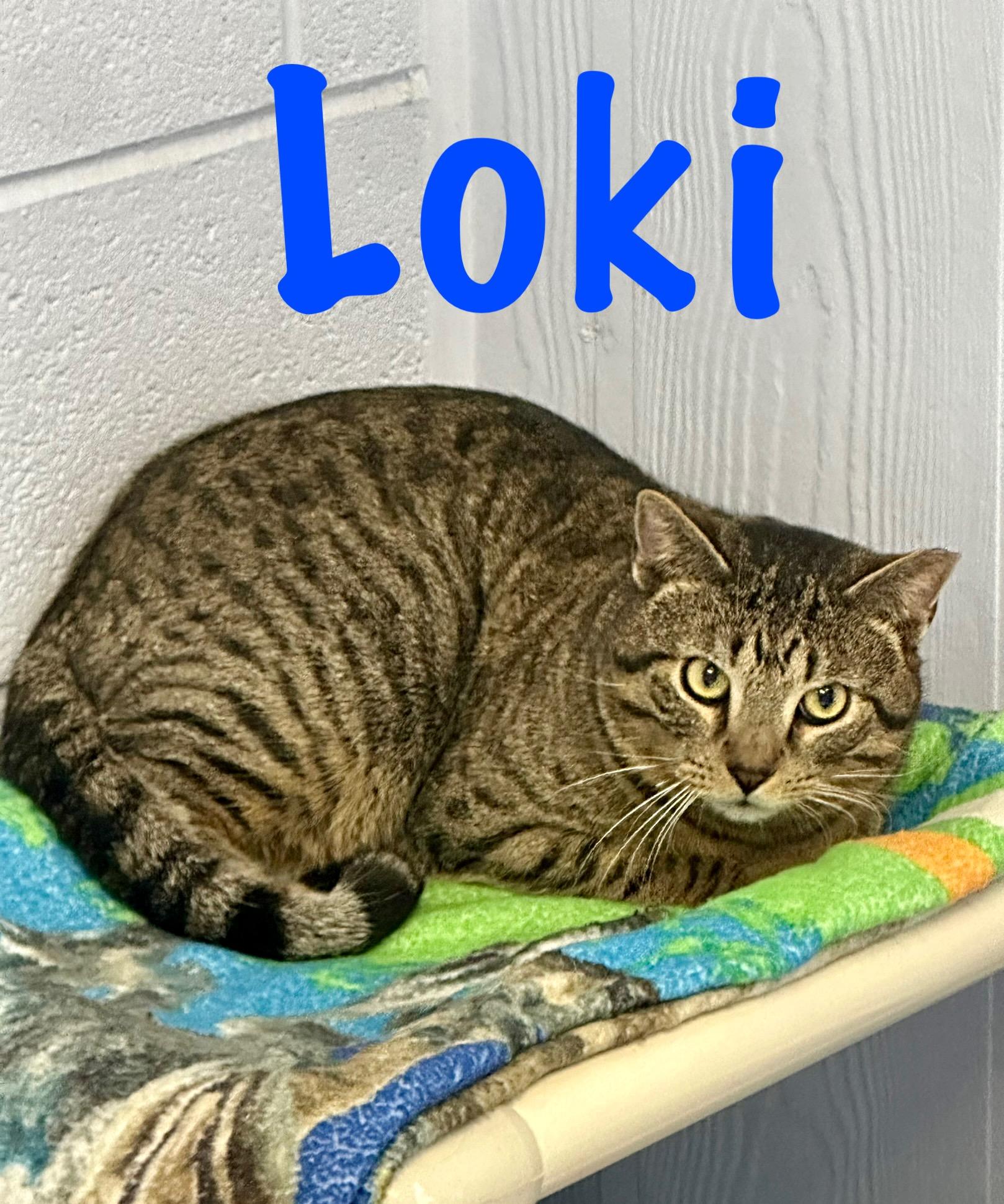 Loki, an adopted Domestic Short Hair in Prince Frederick, MD image 1/3