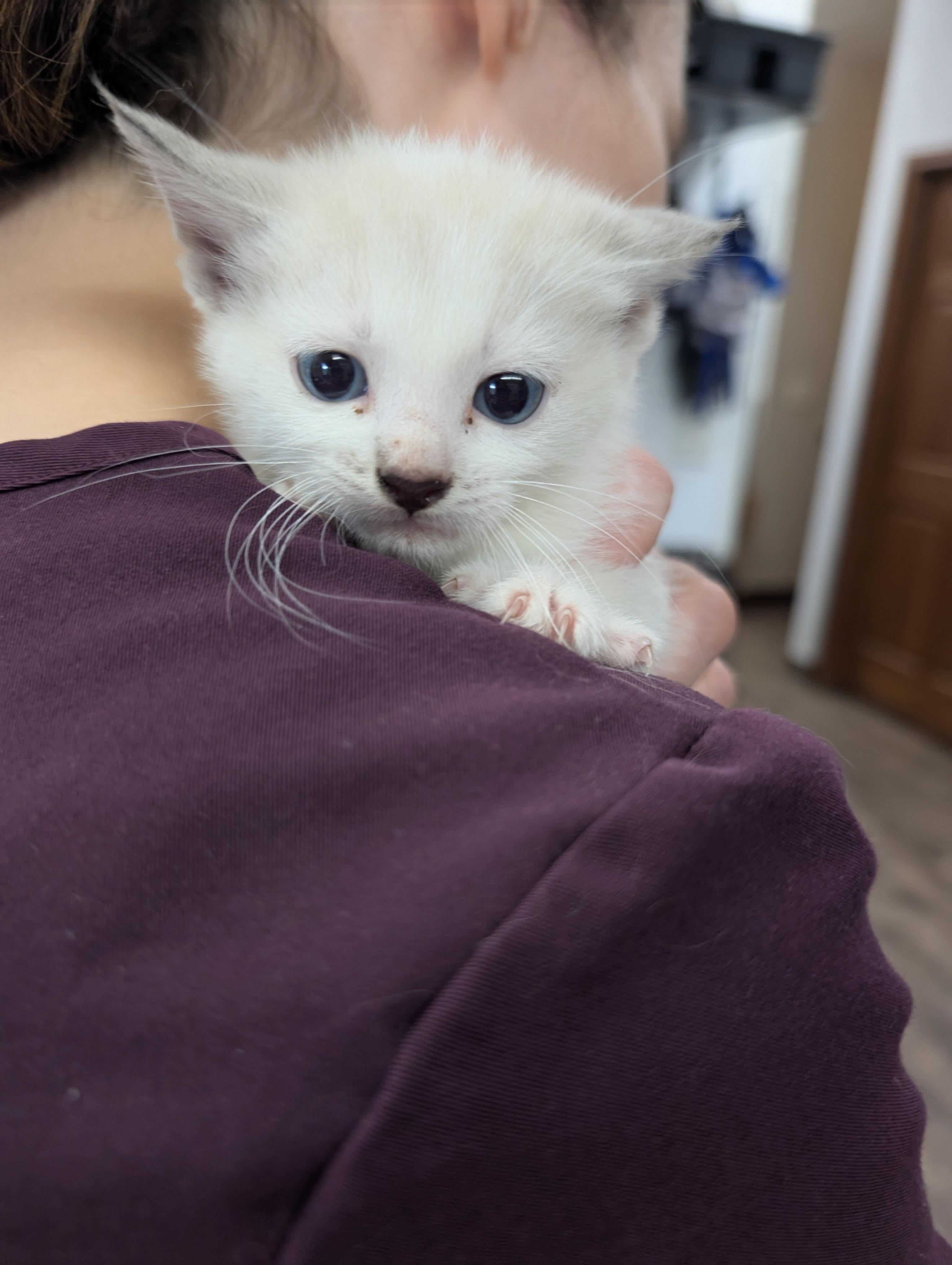 Kalabar, Adoptable, Young Male Domestic Short Hair.