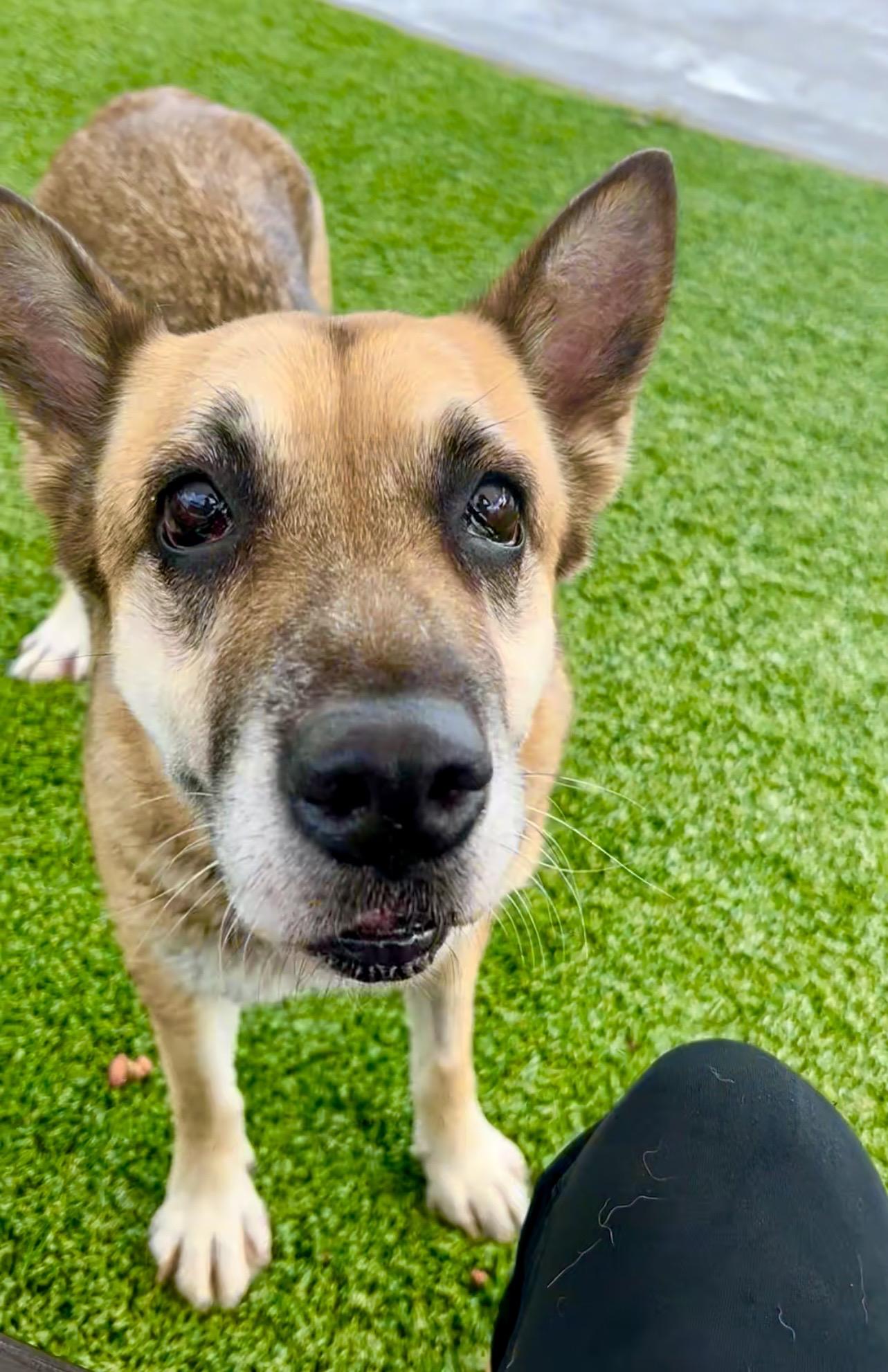 Enlarge Mariposa, a ADOPTABLE mixed breed in Coconut Creek, FL image 2/3