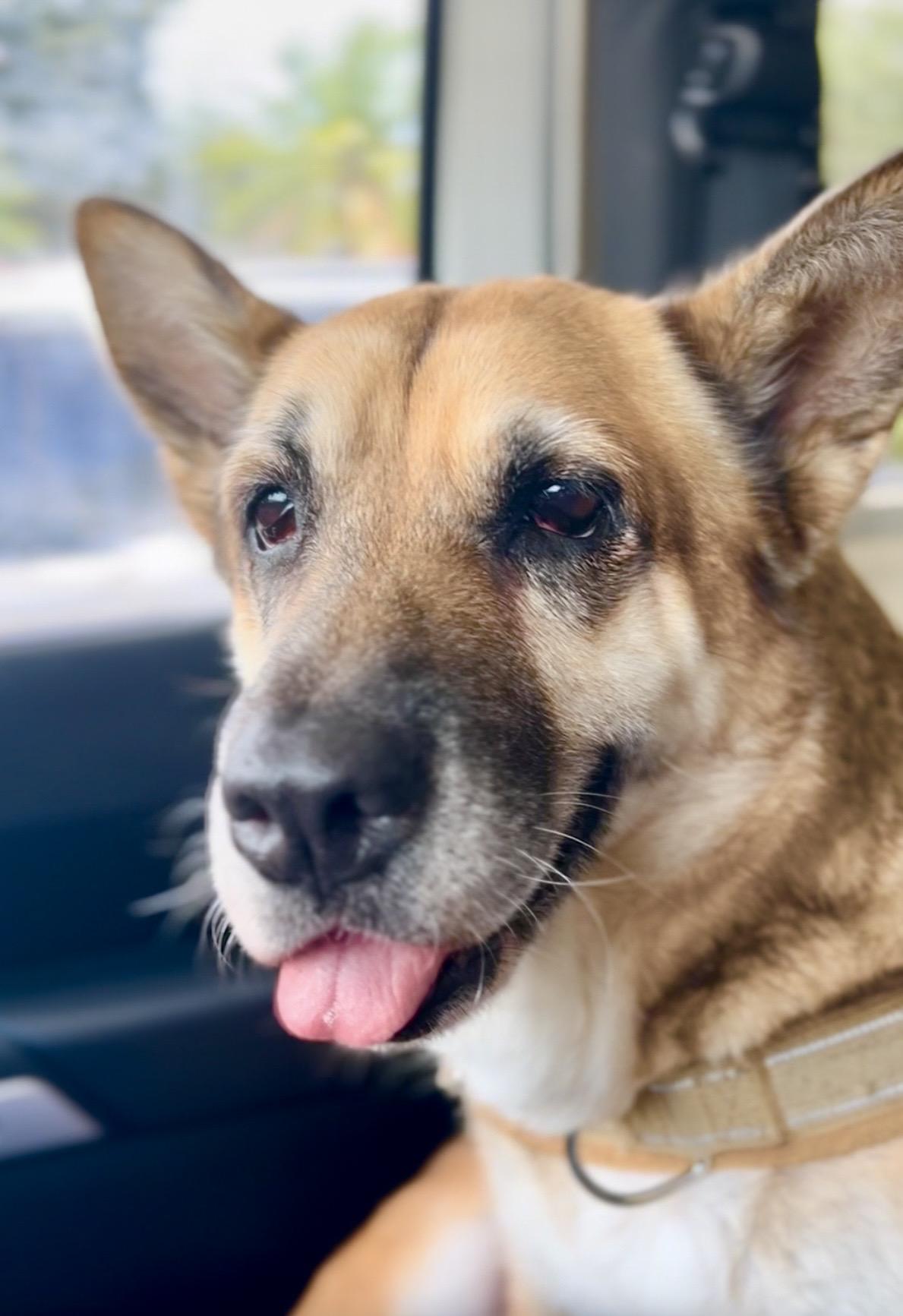 Mariposa, ADOPTABLE, Adult Female German Shepherd Dog & Corgi.