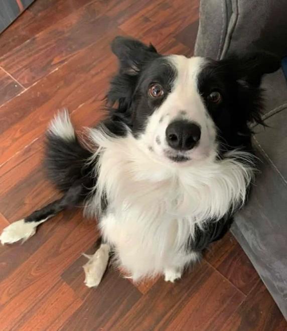 Bailey - adopted!, adopted, Young Male Border Collie.