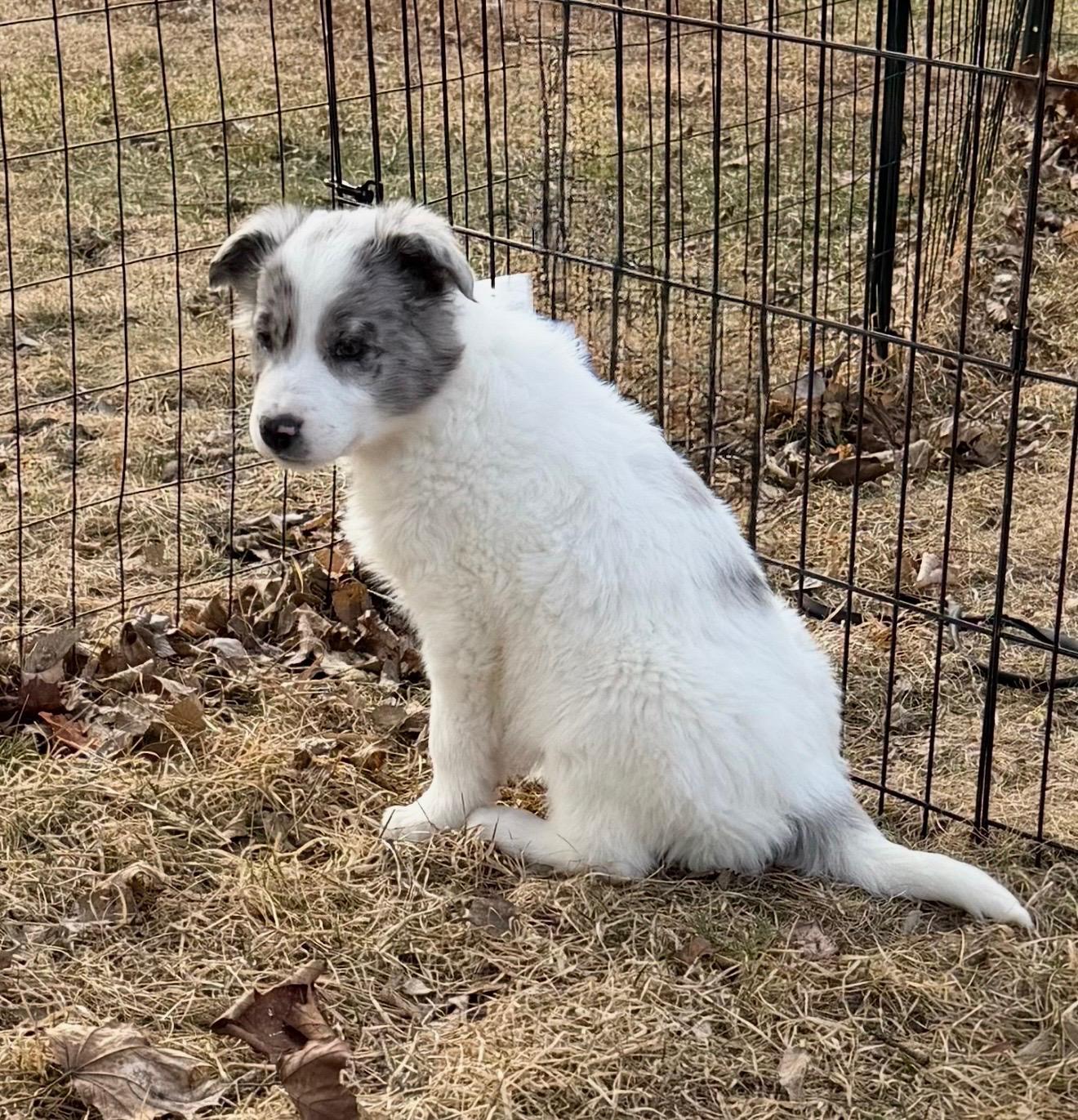 Enlarge Biscuit. ADOPTED, a ADOPTABLE mixed breed in Union Grove, WI image 1/2