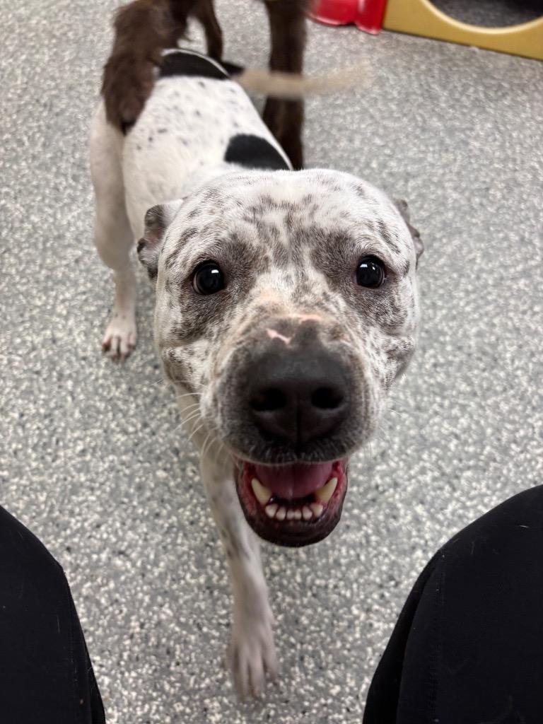 Millie, Adopted, Adult Female Pit Bull Terrier.