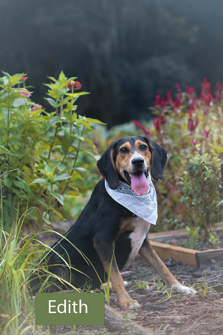 Enlarge Edith, a Adoptable mixed breed in Pawleys Island, SC image 1/1