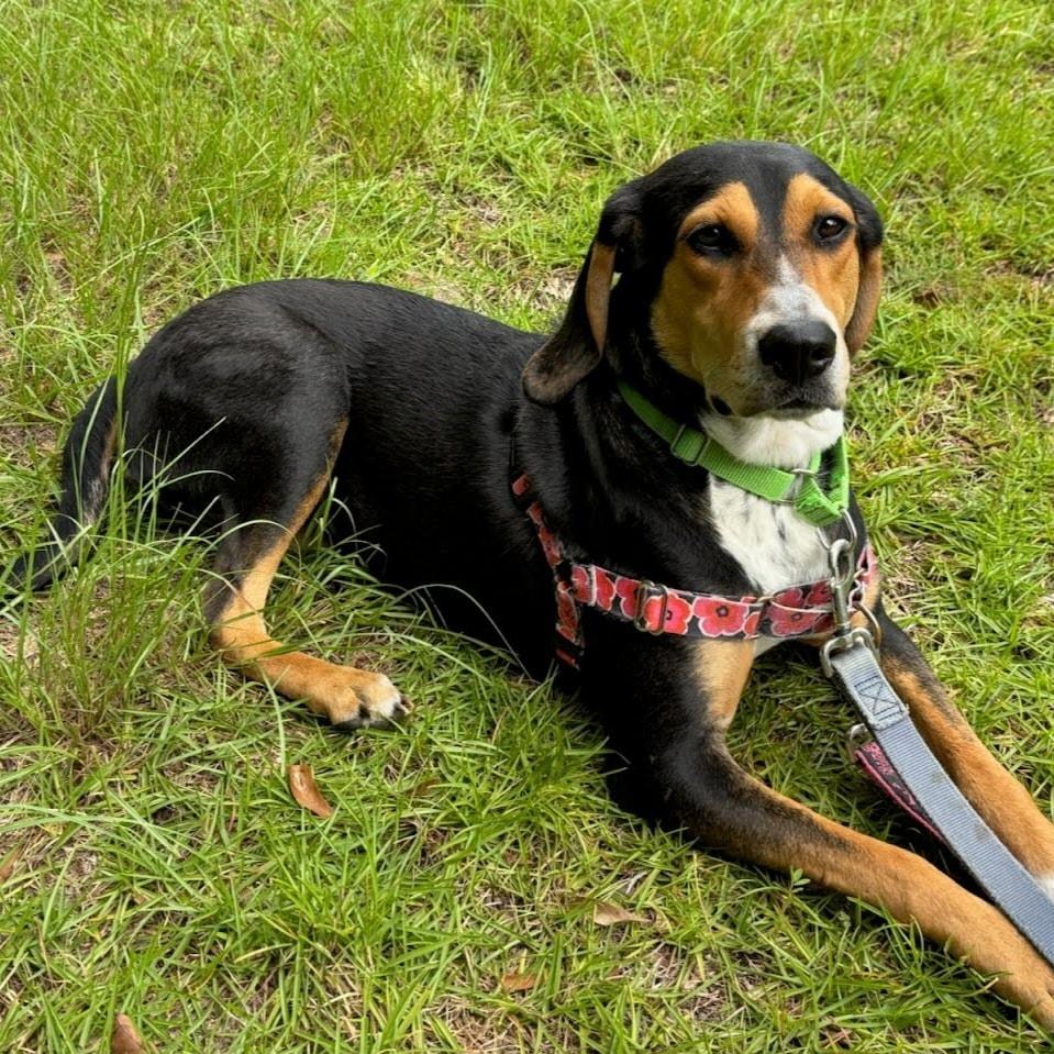 Enlarge Edith, a Adoptable mixed breed in Pawleys Island, SC image 2/2