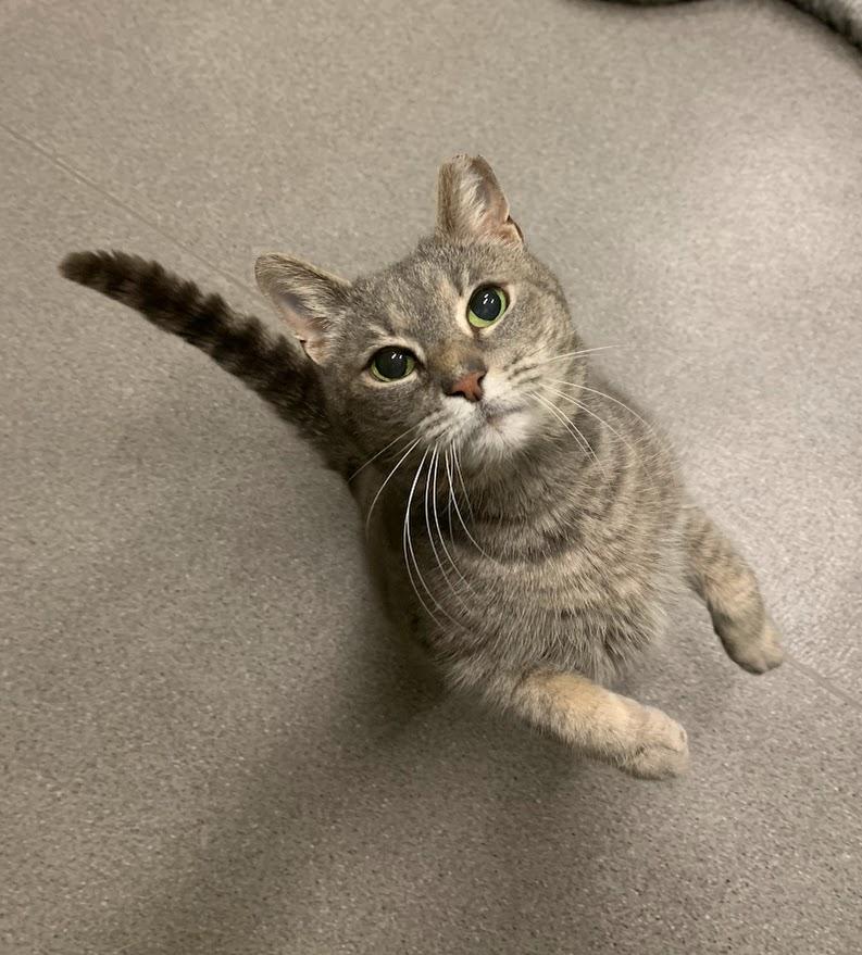 Laura Biagiotti, a ADOPTABLE Tabby in New Rochelle, NY image 2/3