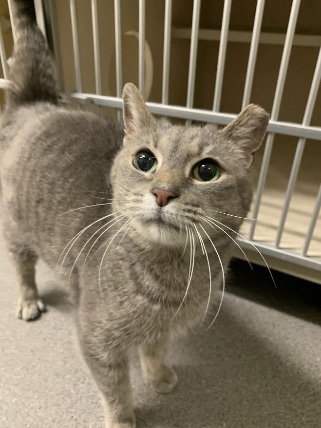 Laura Biagiotti, ADOPTABLE, Adult Female Tabby.