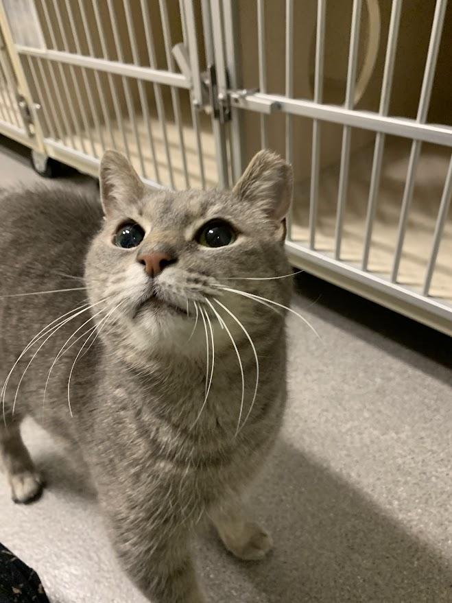 Laura Biagiotti, a ADOPTABLE Tabby in New Rochelle, NY image 3/3