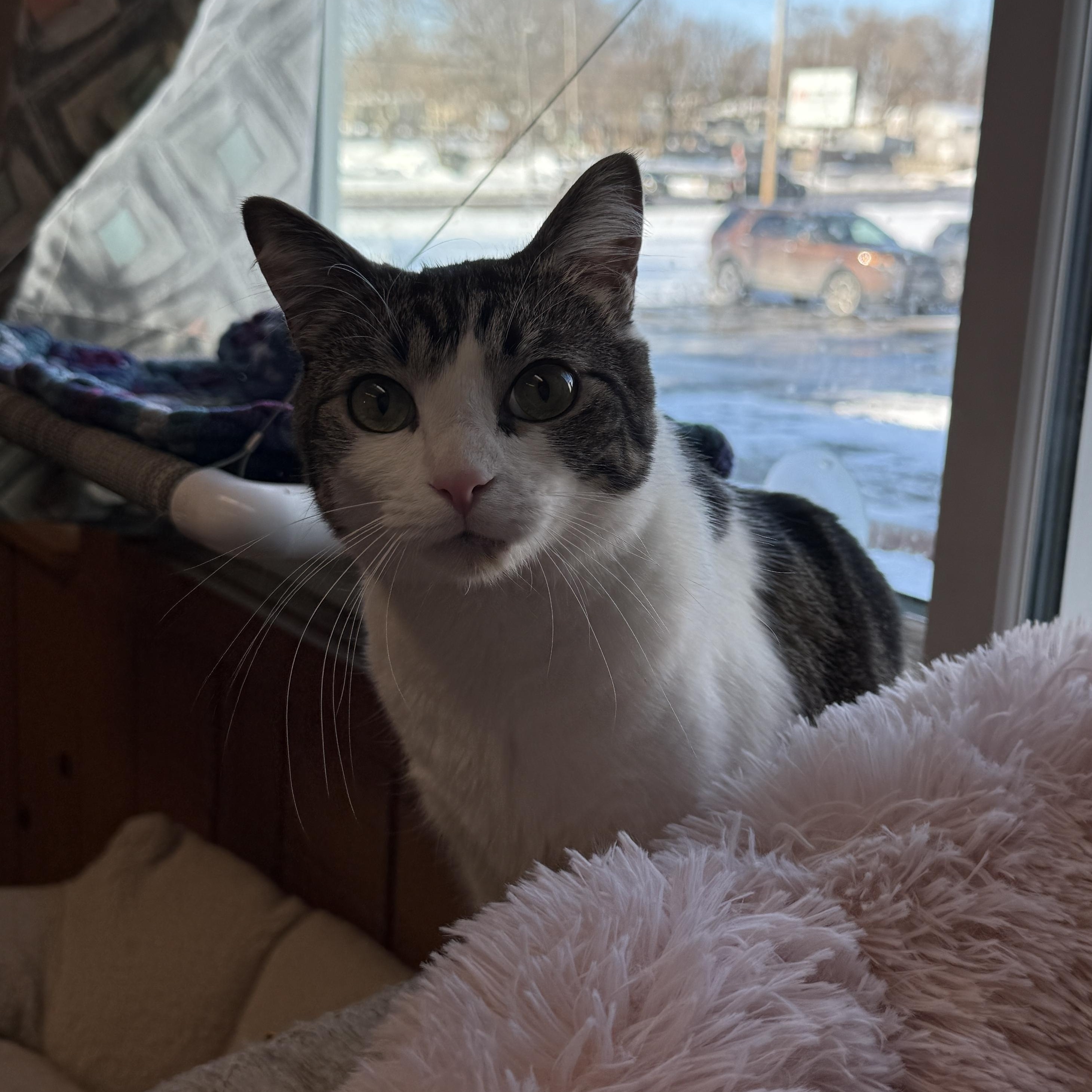 Bubbles, ADOPTABLE, Young Male Domestic Short Hair.