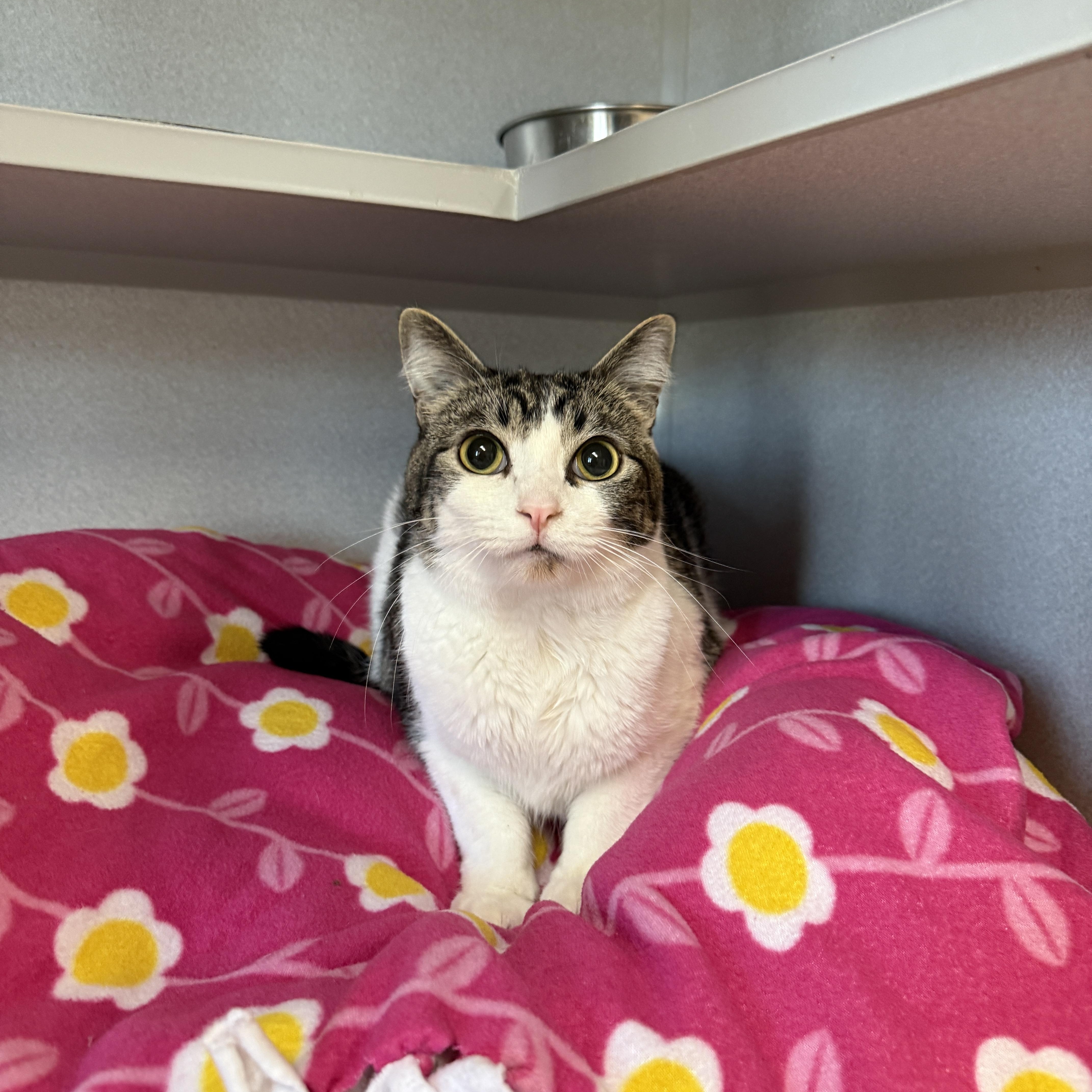 Enlarge Bubbles, a ADOPTABLE Domestic Short Hair in Des Moines, IA image 2/4