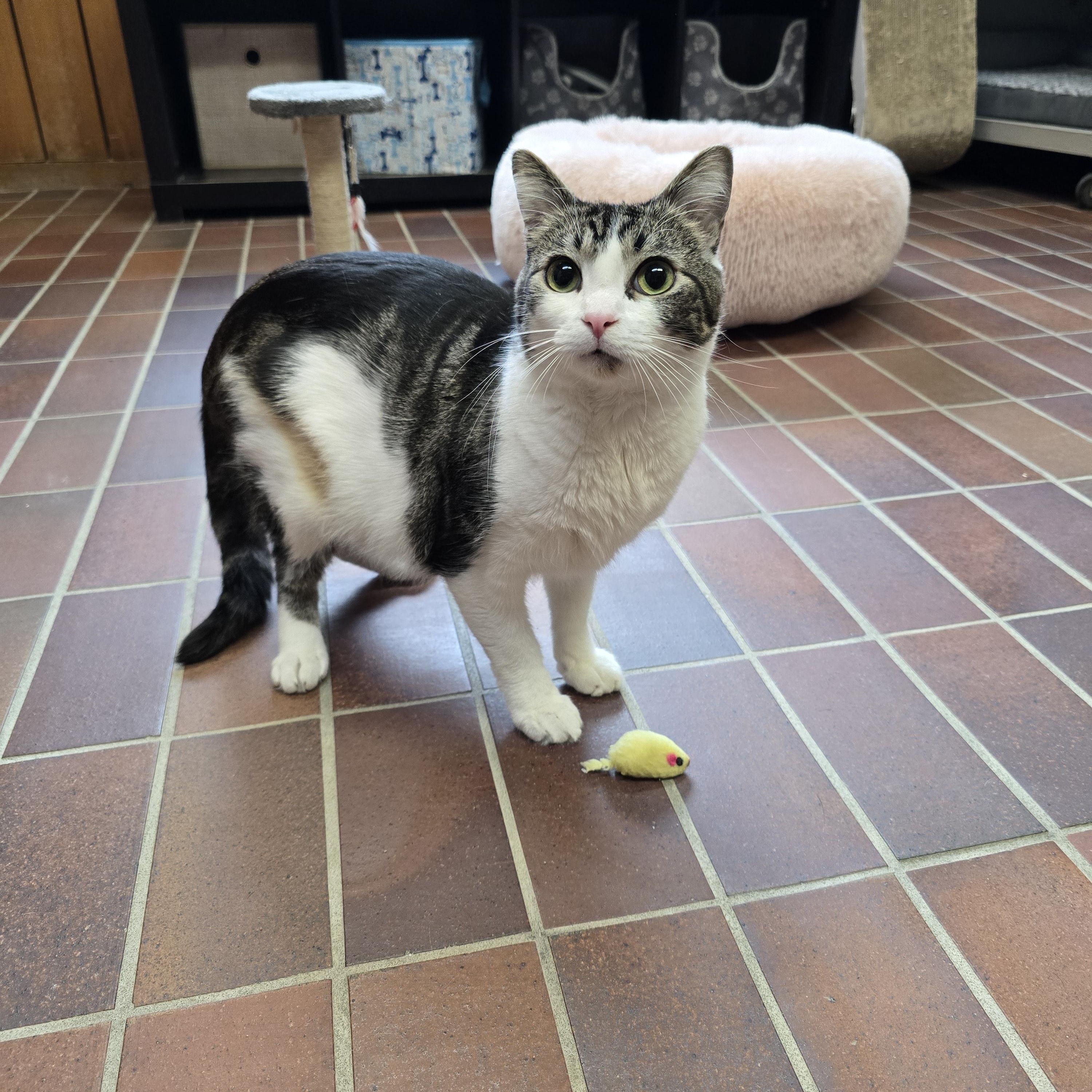 Enlarge Bubbles, a ADOPTABLE Domestic Short Hair in Des Moines, IA image 3/4