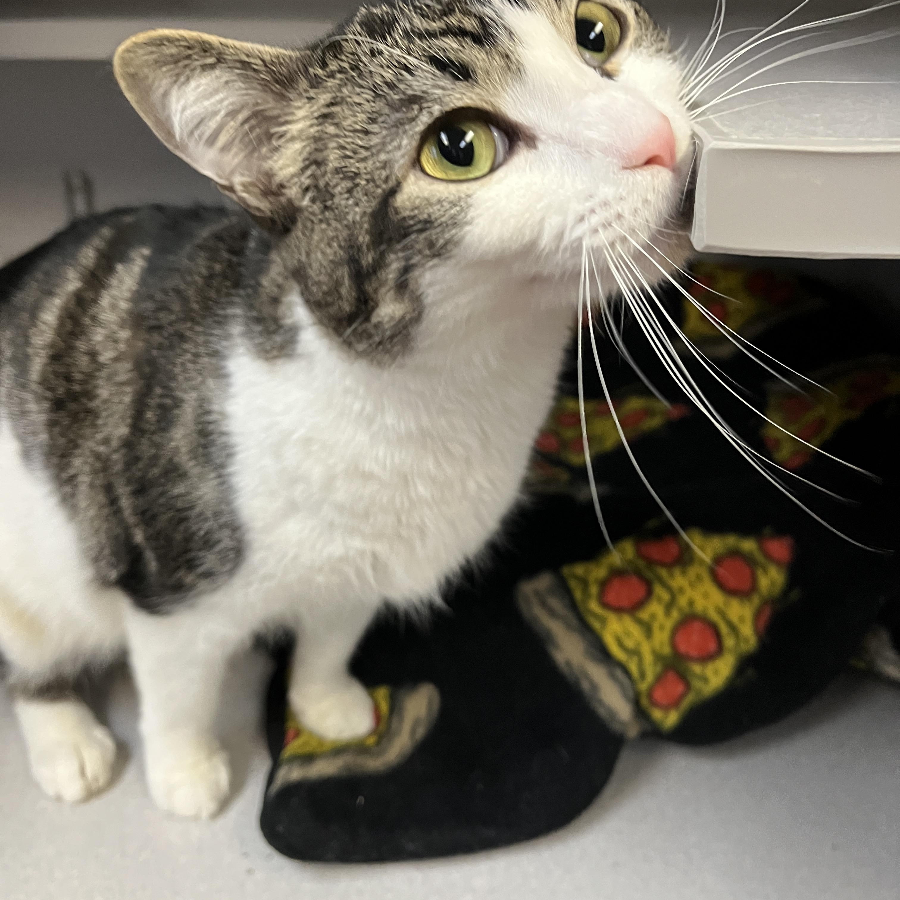 Enlarge Bubbles, a ADOPTABLE Domestic Short Hair in Des Moines, IA image 4/4