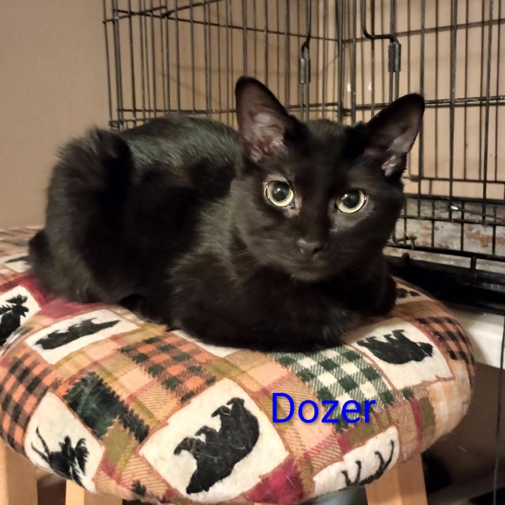 Enlarge Dozer, a Adoptable mixed breed in Grand Rapids, MN image 2/3