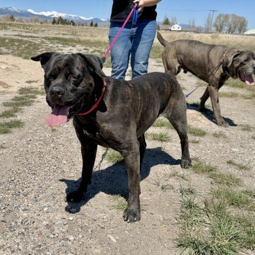 Nyla, a Adoptable Cane Corso in Dillon, MT image 1/6