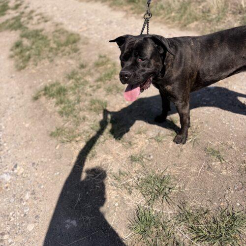 Nyla, a Adoptable Cane Corso in Dillon, MT image 5/6