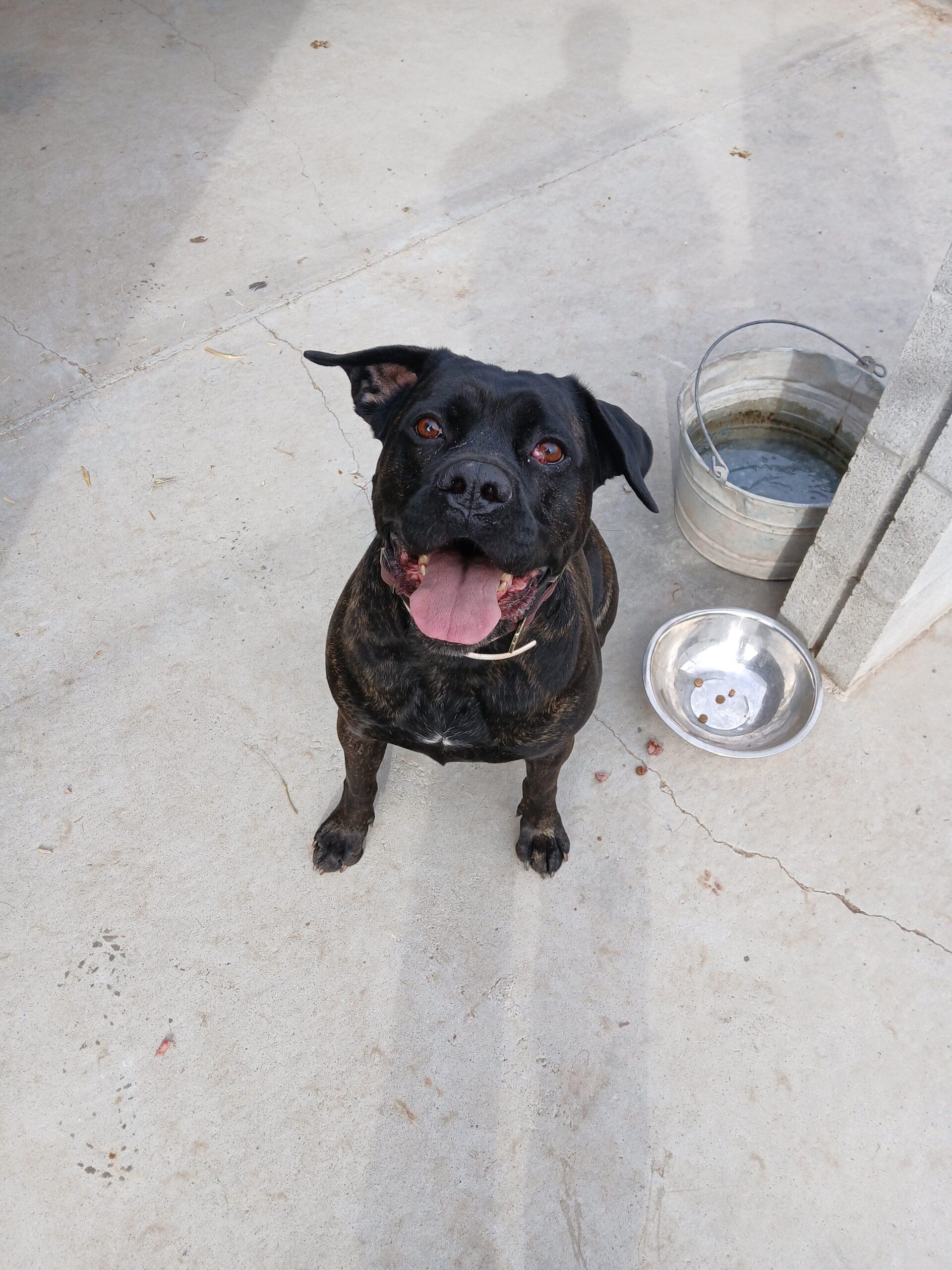 Nyla, a Adoptable Cane Corso in Dillon, MT image 2/6