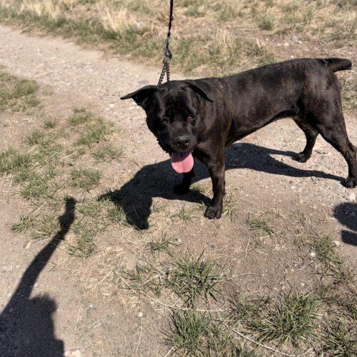 Nyla, a Adoptable Cane Corso in Dillon, MT image 6/6