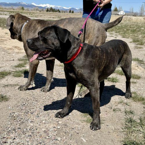 Nyla, a Adoptable Cane Corso in Dillon, MT image 3/6