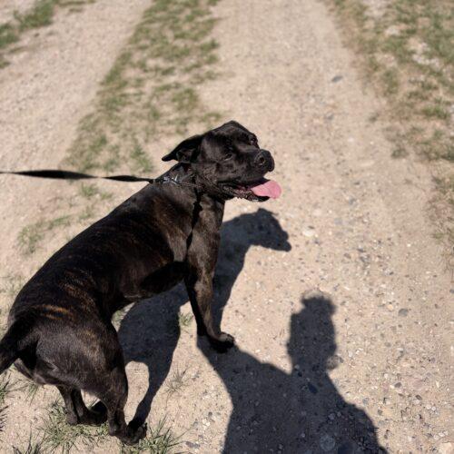 Nyla, a Adoptable Cane Corso in Dillon, MT image 4/6