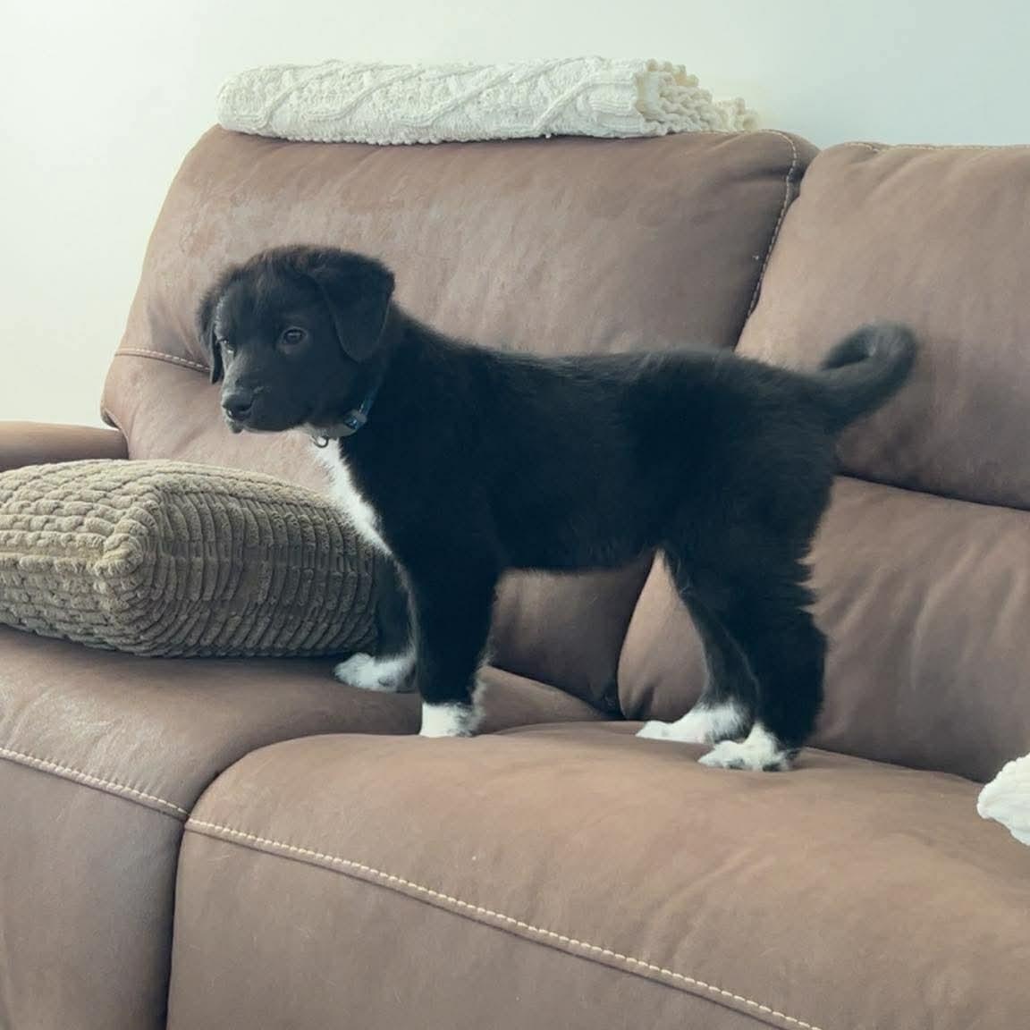 Enlarge Boone, a ADOPTABLE mixed breed in Hatfield, PA image 2/5