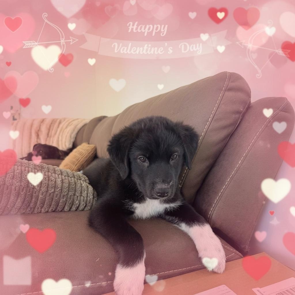 Enlarge Boone, a ADOPTABLE mixed breed in Hatfield, PA image 4/5