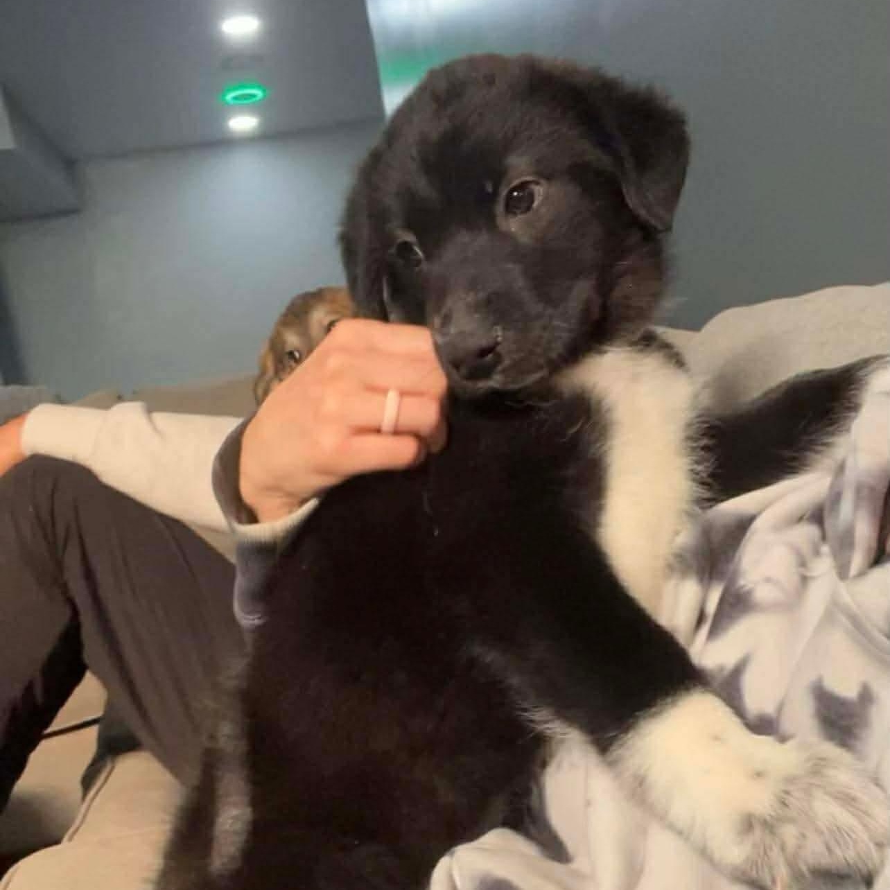 Enlarge Boone, a ADOPTABLE mixed breed in Hatfield, PA image 3/5