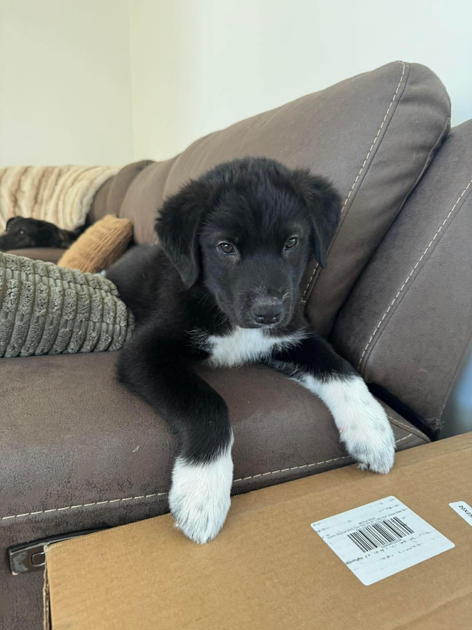 Enlarge Boone, a ADOPTABLE mixed breed in Hatfield, PA image 5/5
