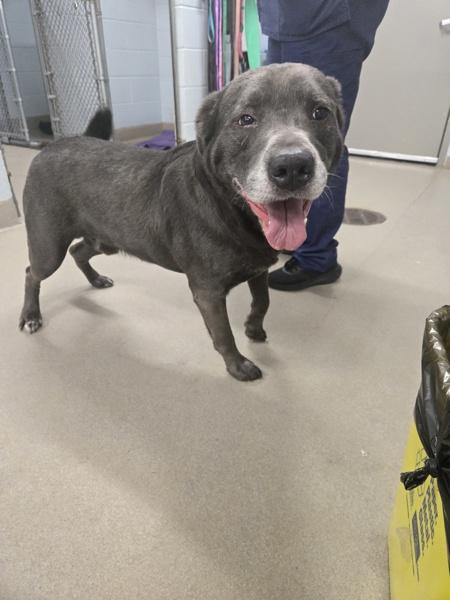 STOLI, Adoptable, Senior Male Labrador Retriever & Pit Bull Terrier.