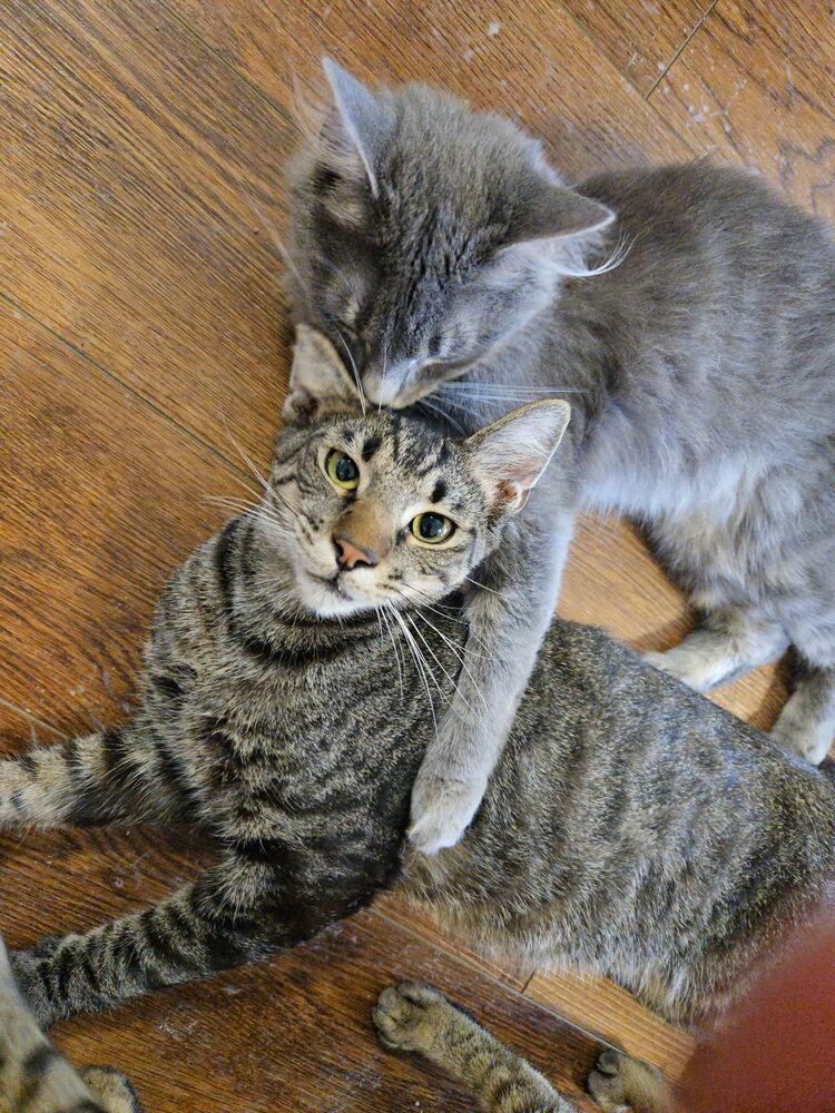 Baller, Adoptable, Young Male Tabby.