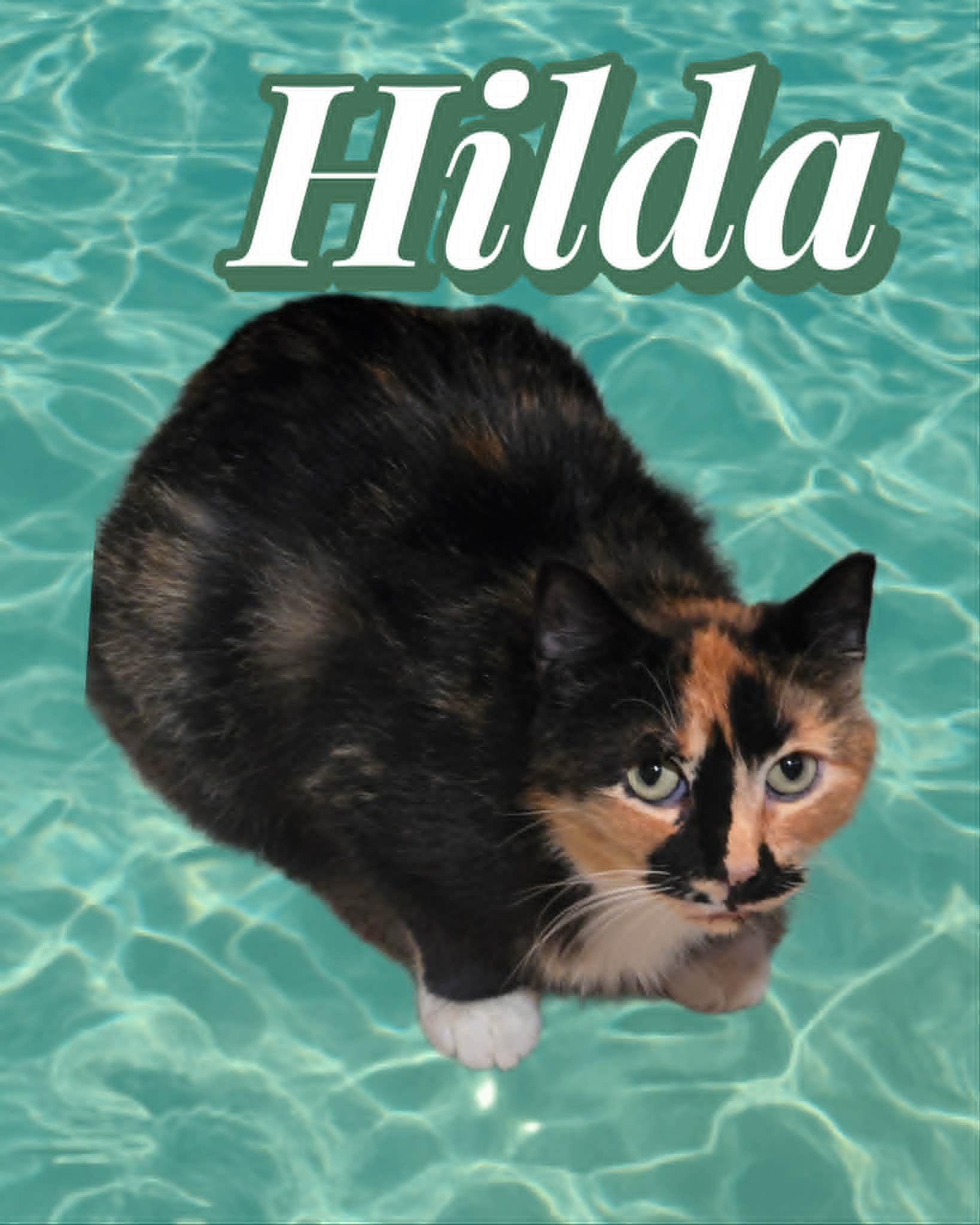 Hilda, ADOPTABLE, Adult Female Domestic Short Hair.