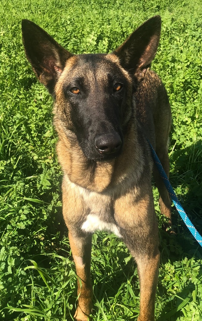 Enlarge Flower, an adoptable Belgian Shepherd / Malinois in Colusa, CA image 1/5