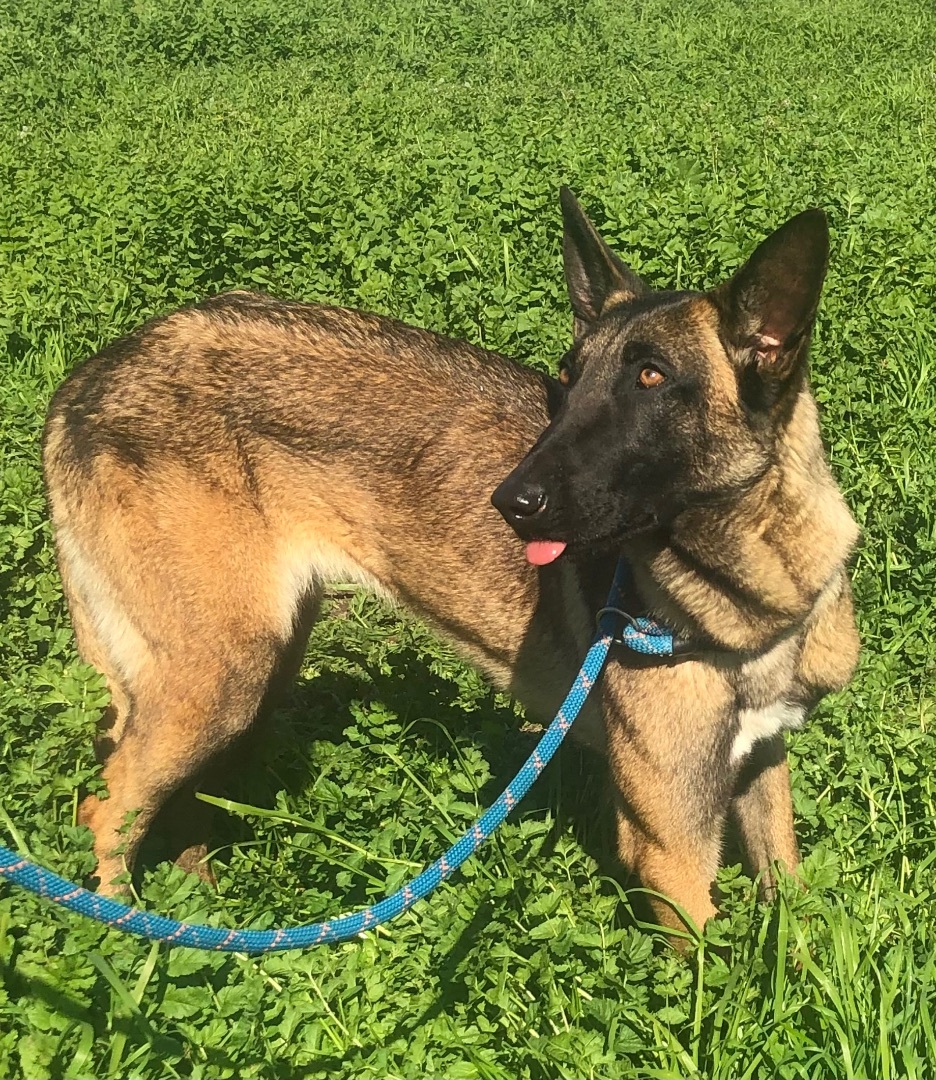 Enlarge Flower, an adoptable Belgian Shepherd / Malinois in Colusa, CA image 2/5