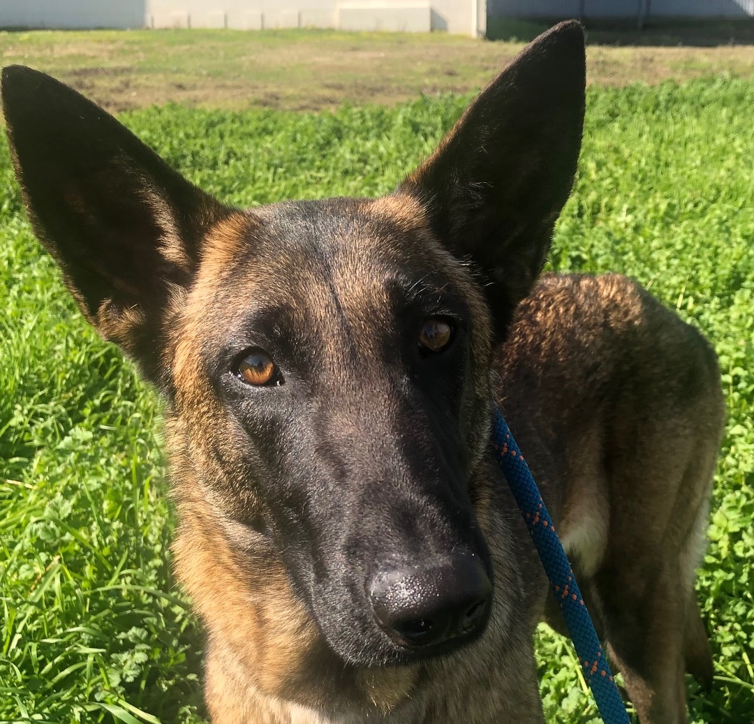 Enlarge Flower, an adoptable Belgian Shepherd / Malinois in Colusa, CA image 3/5