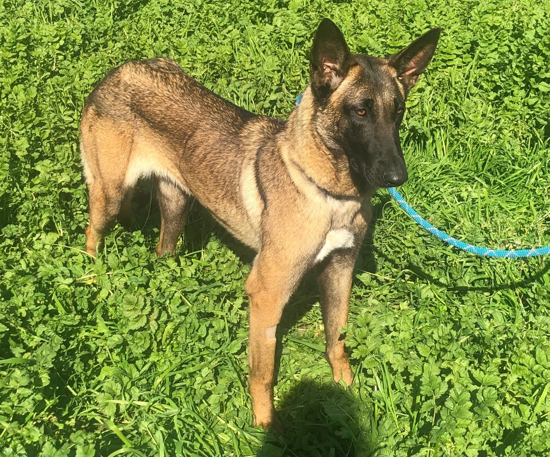 Enlarge Flower, an adoptable Belgian Shepherd / Malinois in Colusa, CA image 4/5