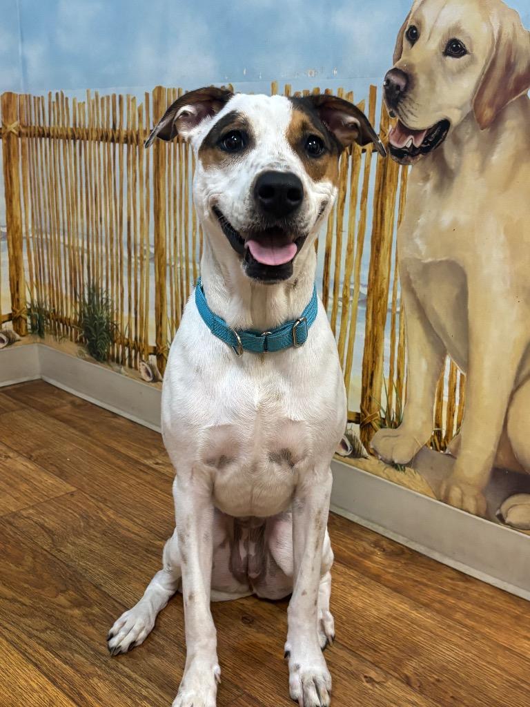 Hadley (Scrapple), Adoptable, Young Female Mixed Breed.