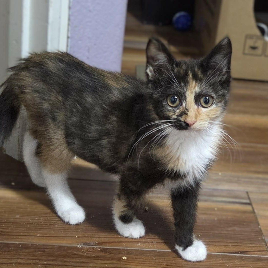 Enlarge YULISSA, a Adoptable mixed breed in Loveland, CO image 1/6