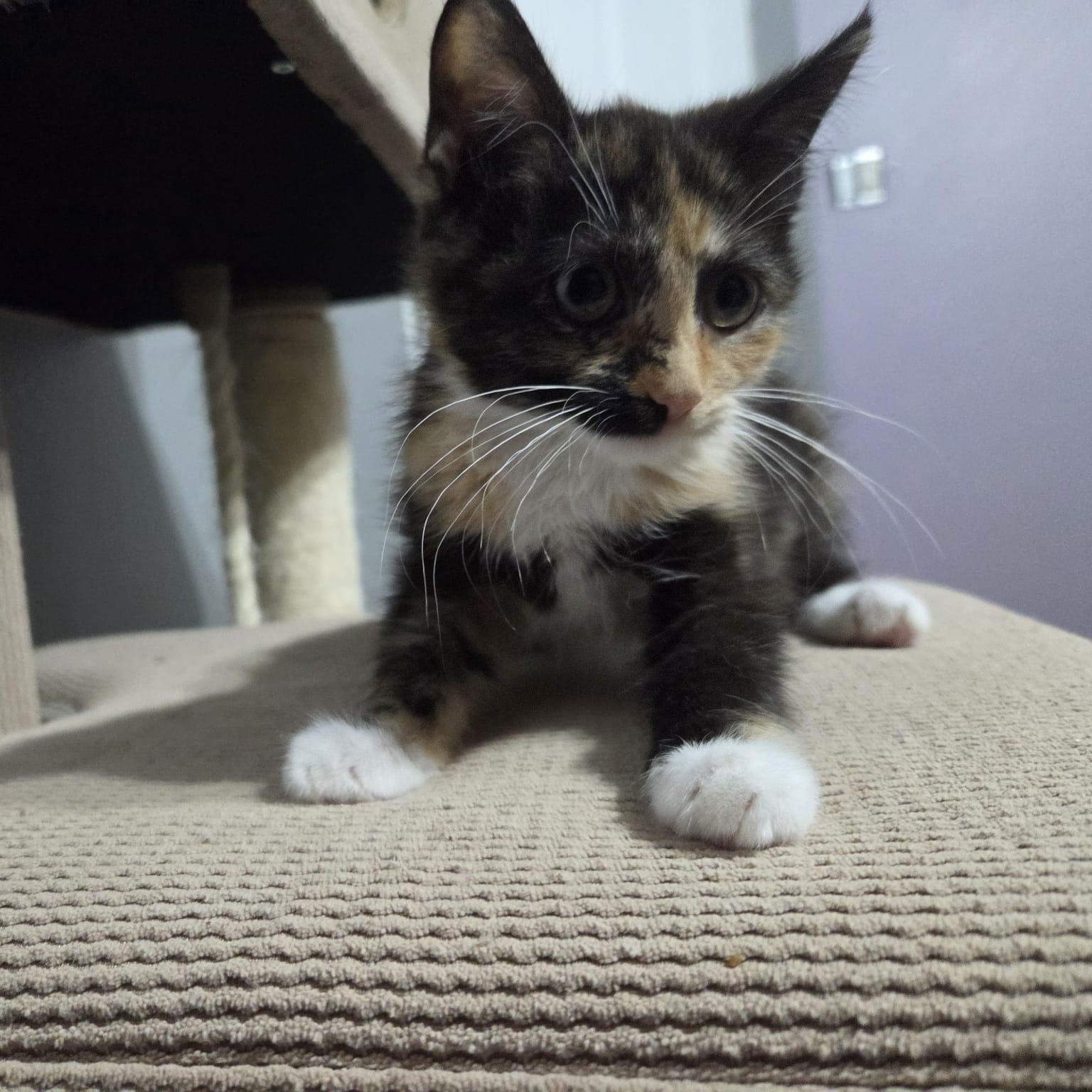 Enlarge YULISSA, a Adoptable mixed breed in Loveland, CO image 4/6