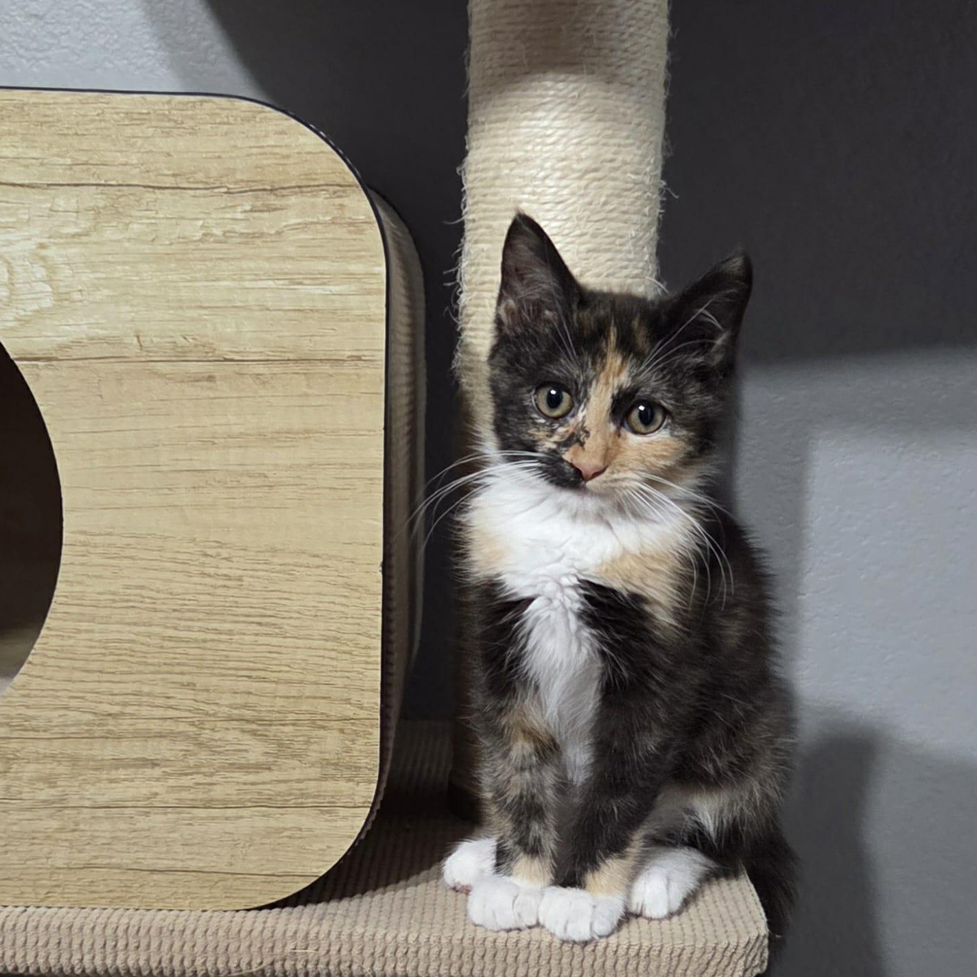 Enlarge YULISSA, a Adoptable mixed breed in Loveland, CO image 2/6