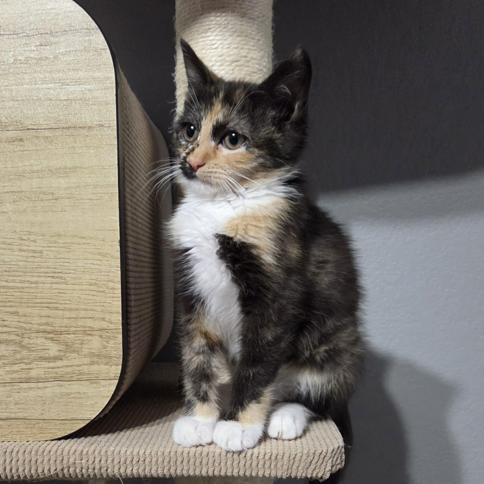 Enlarge YULISSA, a Adoptable mixed breed in Loveland, CO image 6/6