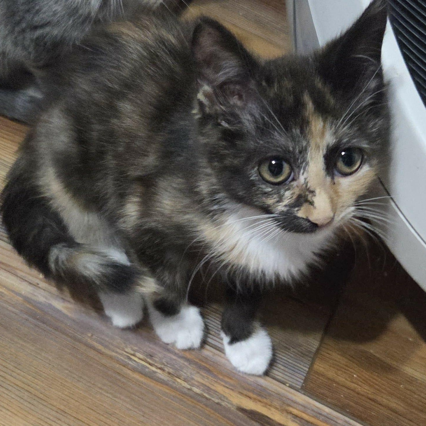 Enlarge YULISSA, a Adoptable mixed breed in Loveland, CO image 5/6